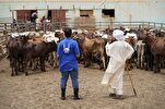 US Muslim Charity Distributes Fresh Meat to Combat Food Insecurity
