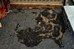 Truck Displaying Palestinian Flags Set Ablaze in Melbourne