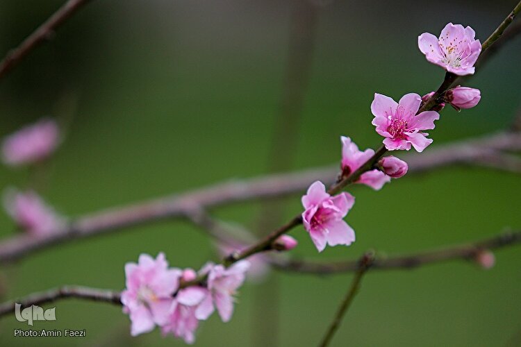 جلوه بهار در باغ ارم شیراز‎‎