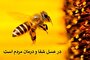 امنیت غذایی انسان و دستان زنبور عسل