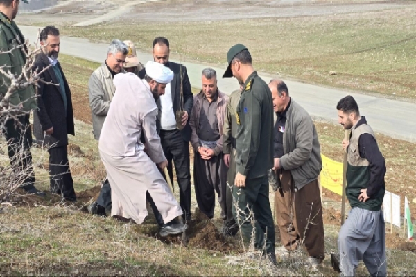 ۶۰۰ اصله نهال در حاشیه سد سردشت کاشته شد ۶۰۰ اصله نهال در حاشیه سد سردشت کاشته شد