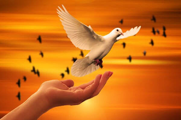 پرویز محمدی، مسئول سازمان بسیج حقوقدا‌نان سپاه شهدای آذربایجان غربی