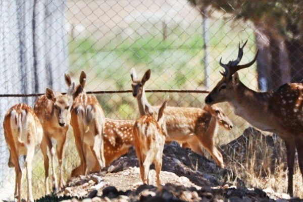 گوزن زرد گوزن زرد