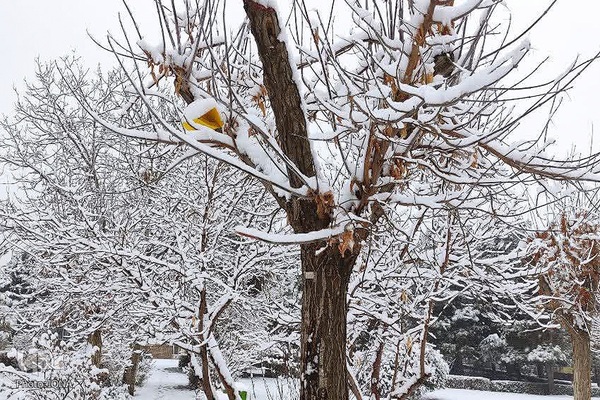 بارش نخستین برف زمستانی در ارومیه‎‎