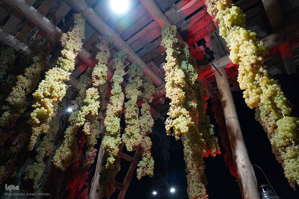 جشنواره انگور ارومیه