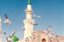 La Sunnah del Profeta Muhammad (S) come Fonte di Guida