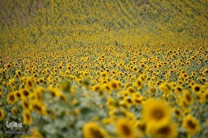 La raccolta di girasoli in Iran