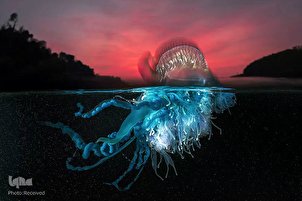FOTO - Migliori foto concorso Ocean Art Underwater 2021