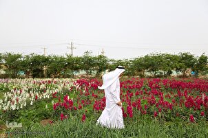 Raccolta di fiori nell'Iran sudoccidentale