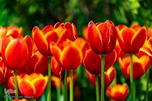 Iran: festival dei tulipani a Karaj