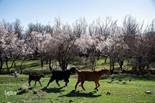 Fiori di primavera nel sudovest dell'Iran