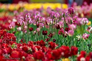 Iran, località Asara: Festival dei tulipani