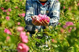 Raccolta di rose damascene a Qom