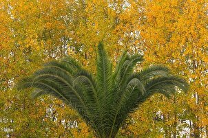 د دالخاني ځنګل  د مَني طبیعيت