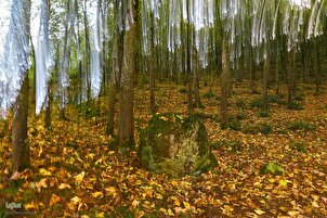 جنگل دالخانی میں خزاں کا رنگ